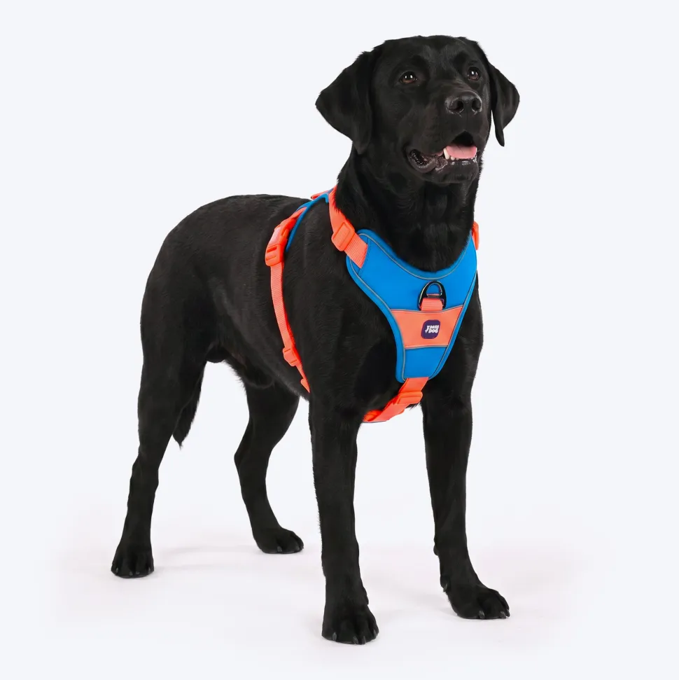Dash Dog Walk Pro Harness For Dog - Blue & Orange