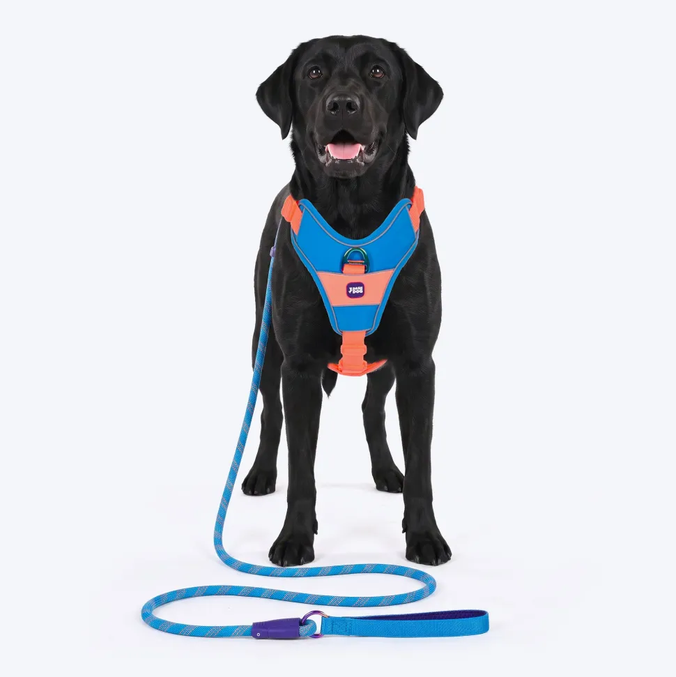 Dash Dog Walk Pro Harness For Dog - Blue & Orange