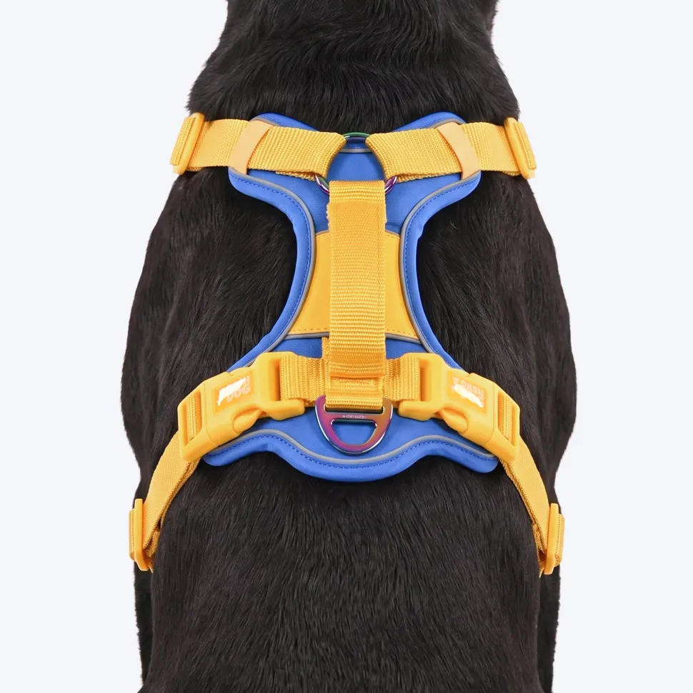 Dash Dog Walk Pro Harness For Dog - Royal Blue & Yellow