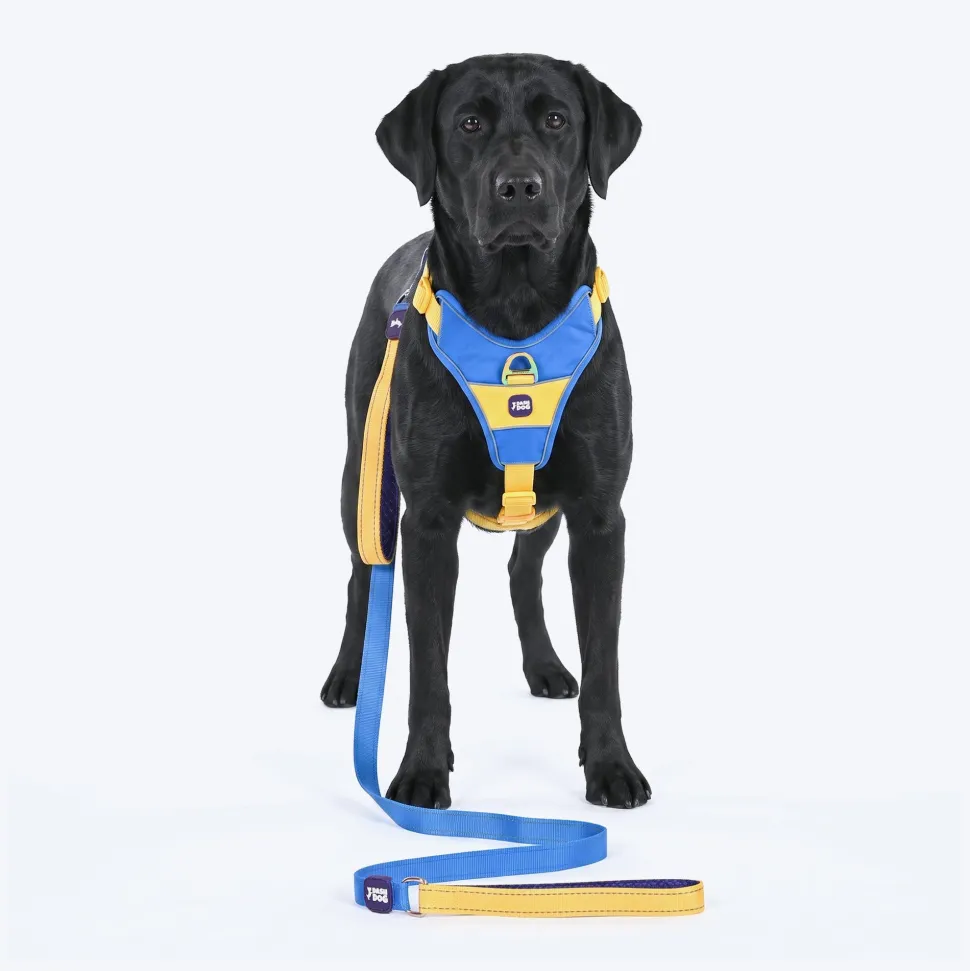 Dash Dog Walk Pro Harness For Dog - Royal Blue & Yellow