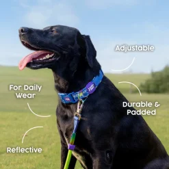 Dash Dog Wildcrest Padded Collar For Dog - Blue & Neon Green