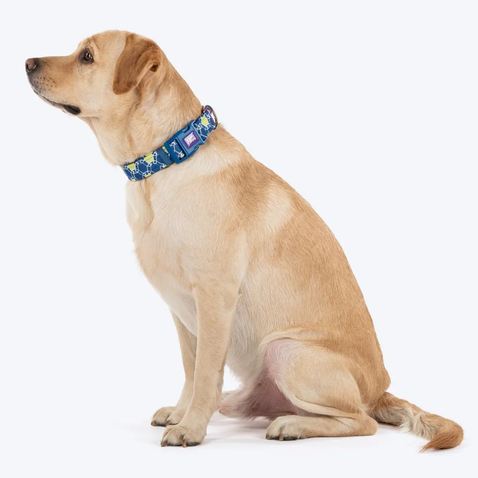 Dash Dog Wildcrest Padded Collar For Dog - Blue & Neon Green