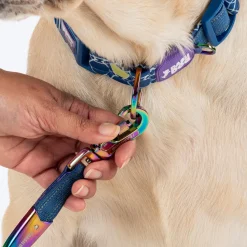 Dash Dog Wildcrest Padded Collar For Dog - Blue & Neon Green