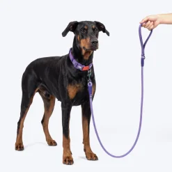 Dash Dog Zoom Easy Leash For Dog - Purple