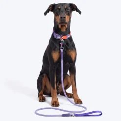 Dash Dog Zoom Easy Leash For Dog - Purple