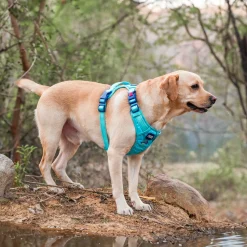 Dash Dog Zoom Walk Along Harness - Aqua Blue & Lavender