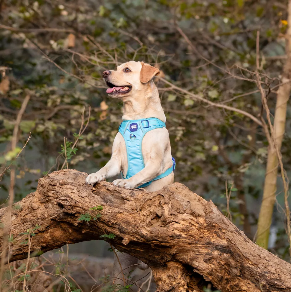 Dash Dog Zoom Walk Along Harness - Aqua Blue & Lavender