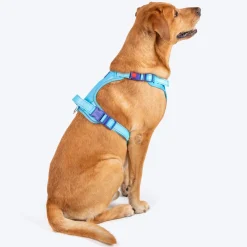 Dash Dog Zoom Walk Along Harness - Aqua Blue & Lavender