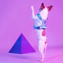 Dash Dog Zoom Walk Along Harness - Aqua Blue & Lavender