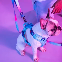 Dash Dog Zoom Walk Along Harness - Aqua Blue & Lavender