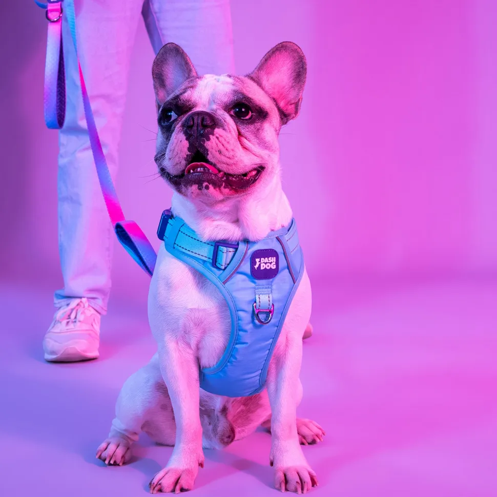 Dash Dog Zoom Walk Along Harness - Aqua Blue & Lavender