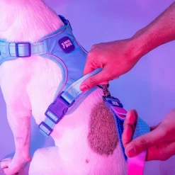 Dash Dog Zoom Walk Along Harness - Aqua Blue & Lavender