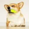 GiGwi Suppa Puppa Dog Squeaker Toy - Alligator - Green/Purple