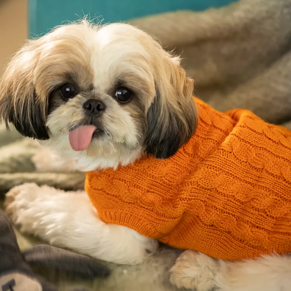 HUFT Cable Knit Dog Sweater - Orange