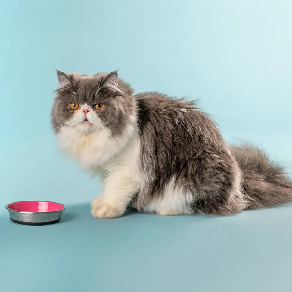 HUFT Cutest Collection Slurp Kitten Bowl - Pink