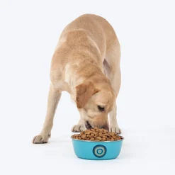 HUFT Evil Eye Printed Steel Bowl For Dog - Blue