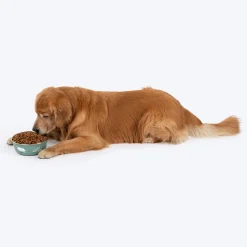 HUFT Ferns & Fur Printed Steel Bowl For Dog - Sage Green