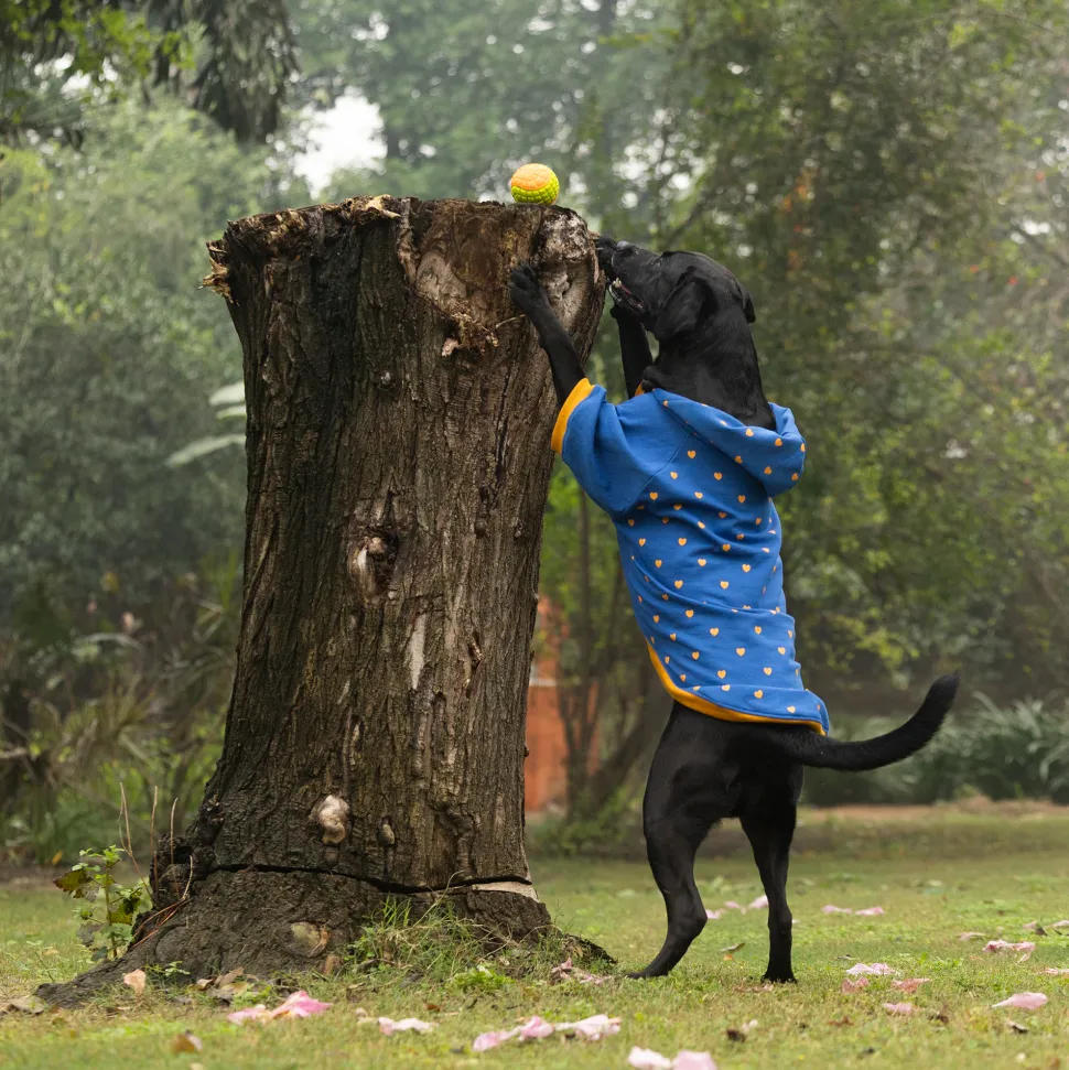 HUFT Honey Hearts Sweatshirt With Hood For Dog - Blue