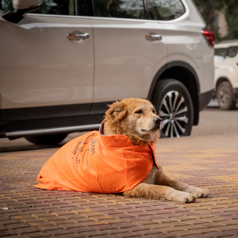 HUFT Snuggle Streetie Foundation Dog Jacket - Pack Of 3