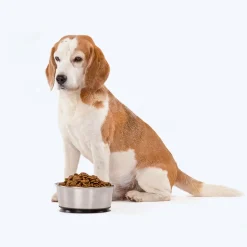 HUFT Suction Dog Bowl