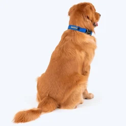 HUFT Basics Dog Collar - Cobalt Blue