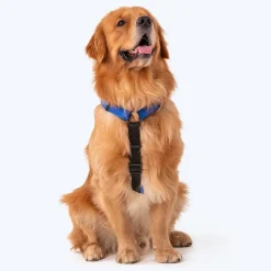 HUFT Basics Dog H-Harness - Cobalt Blue