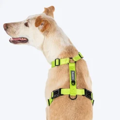 HUFT Basics Dog H Harness - Neon Green & Blue