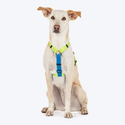 HUFT Basics Dog H Harness - Neon Green & Blue