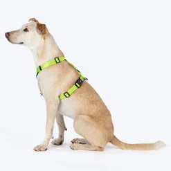 HUFT Basics Dog H Harness - Neon Green & Blue