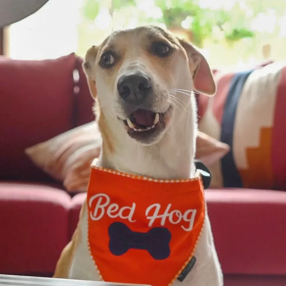 HUFT Bed Hog Dog Bandana