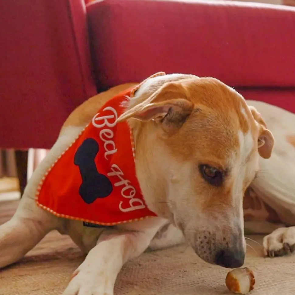 HUFT Bed Hog Dog Bandana