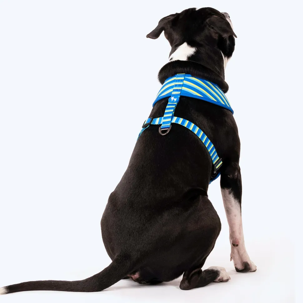 HUFT Blazing Blue Dog Reversible Harness