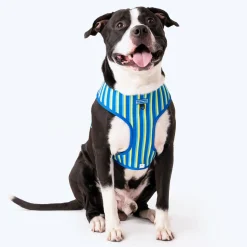 HUFT Blazing Blue Dog Reversible Harness