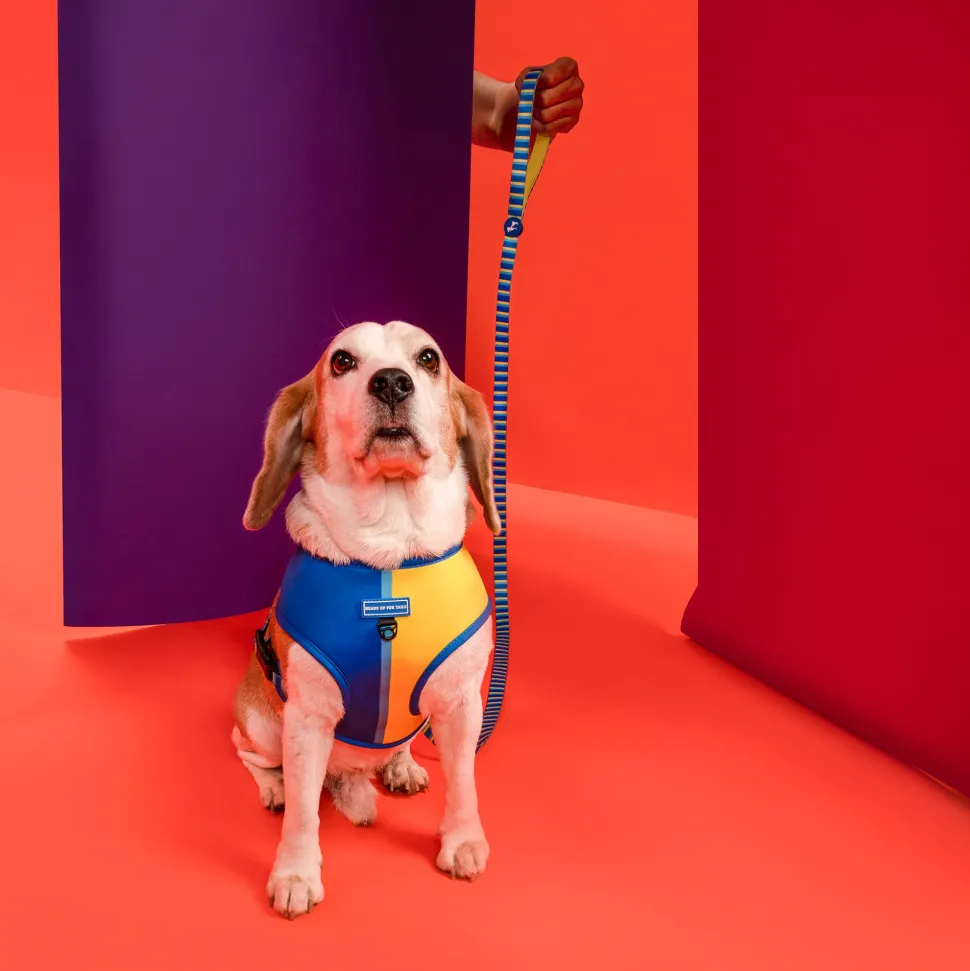 HUFT Blazing Blue Dog Reversible Harness