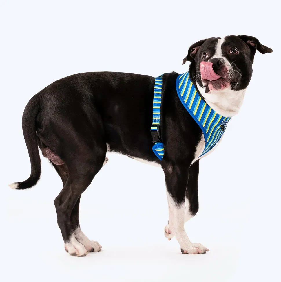 HUFT Blazing Blue Dog Reversible Harness