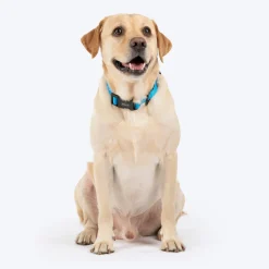 HUFT Classic Collar For Dog - Ocean Blue