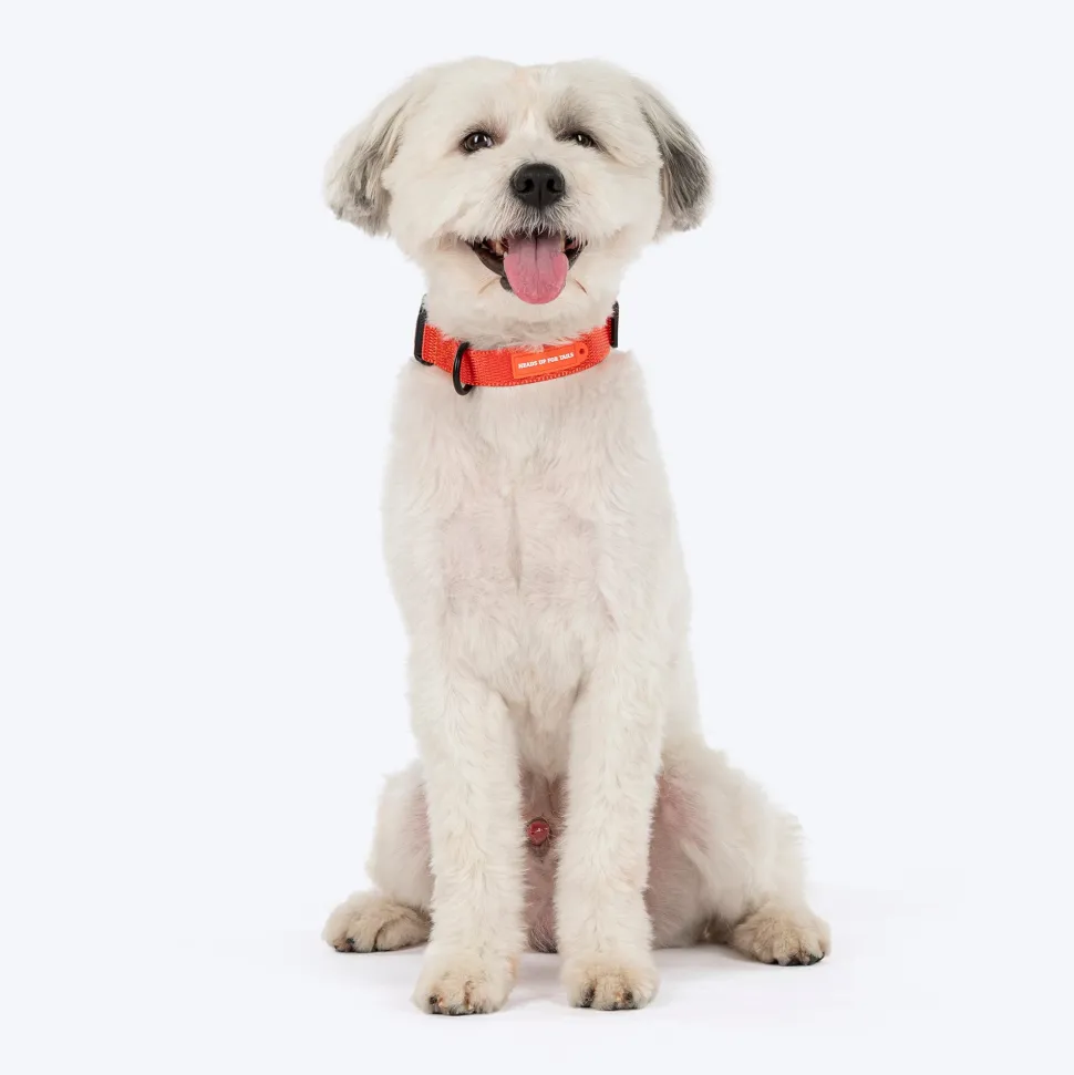 HUFT Classic Collar For Dog - Rust Orange
