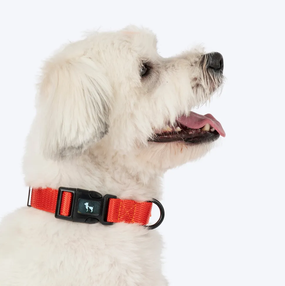 HUFT Classic Collar For Dog - Rust Orange