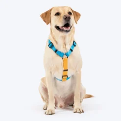 HUFT Classic H Harness For Dog - Ocean Blue
