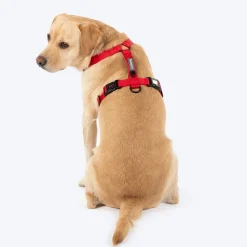 HUFT Classic H Harness For Dog - Cherry Red