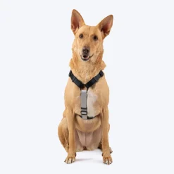 HUFT Classic H Harness For Dog - Coal Black