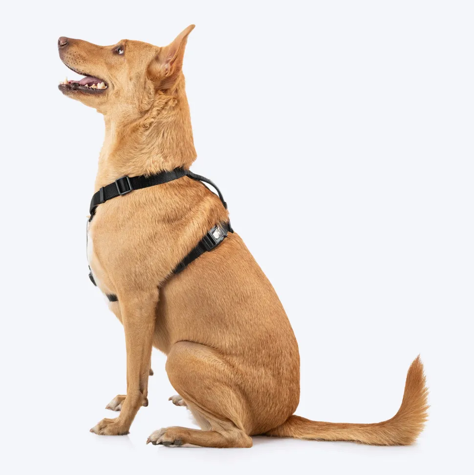 HUFT Classic H Harness For Dog - Coal Black