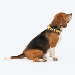 HUFT Daisy Stripes Collar For Dog - Blue & Yellow