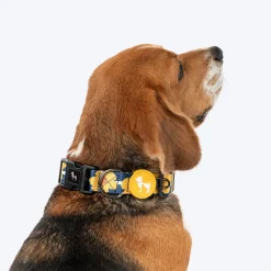 HUFT Daisy Stripes Collar For Dog - Blue & Yellow