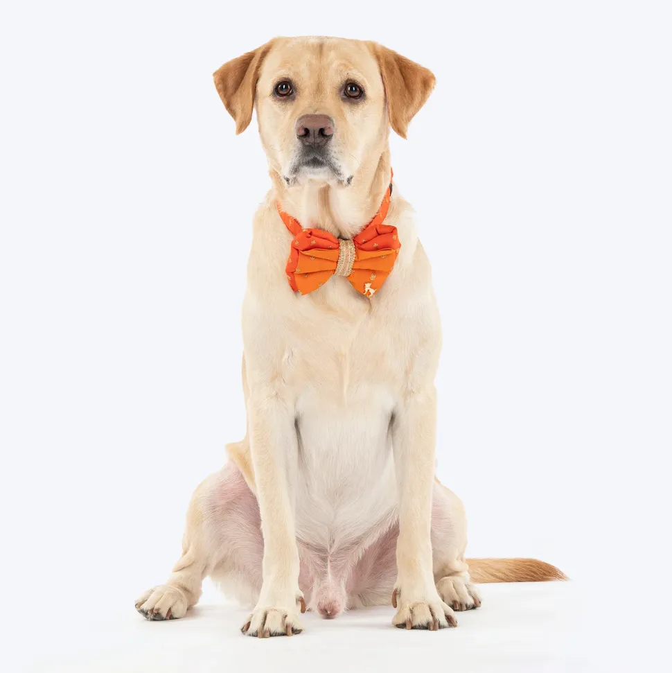 HUFT Desi Dazzle Bow Tie With Strap For Dog - Orange