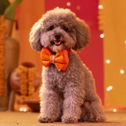 HUFT Desi Dazzle Bow Tie With Strap For Dog - Orange