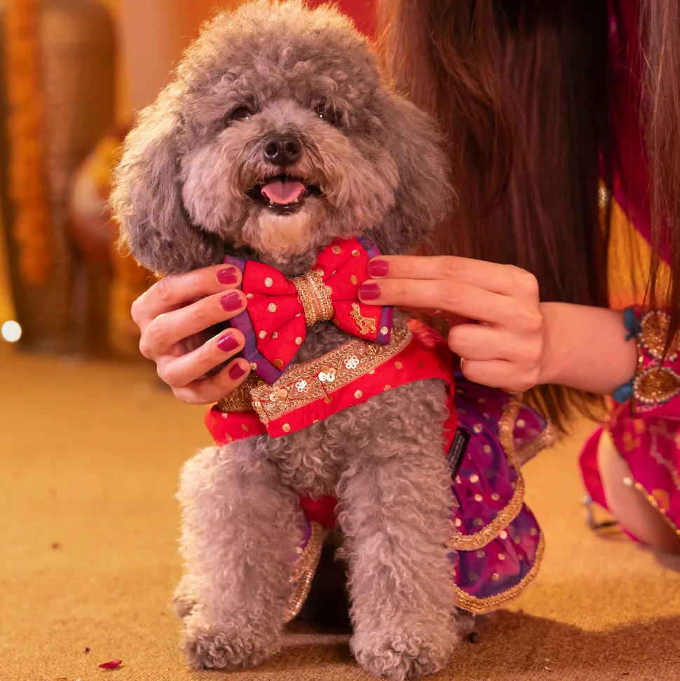 HUFT Desi Glam Bow Tie With Strap For Dog - Pink & Purple