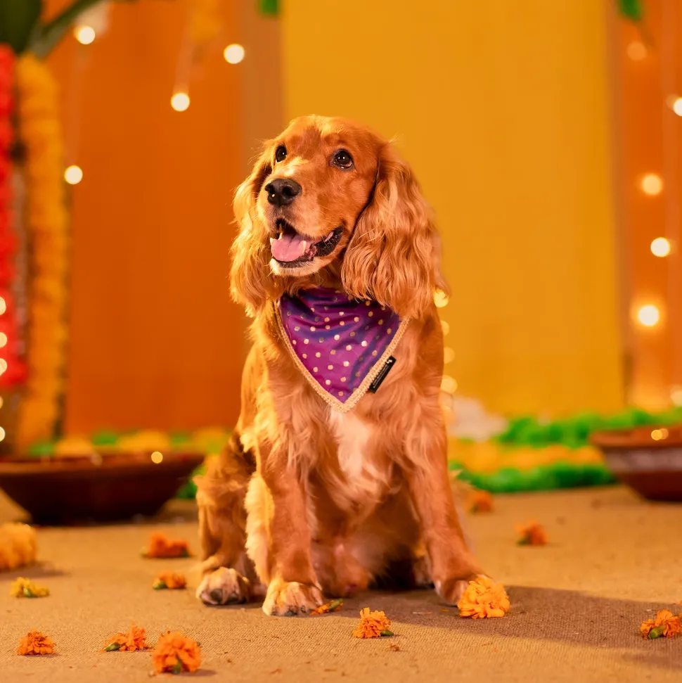 HUFT Desi Glam Knot Bandana For Dog - Purple