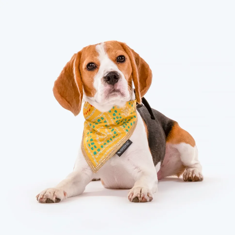 HUFT Festive Bandhej Bling Dog Bandana - Yellow