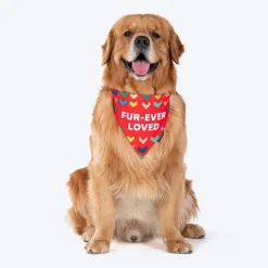 HUFT Fur-ever Loved Printed Dog Bandana - Red